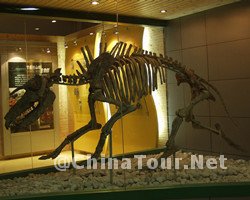 Beijing Museum of Natural History