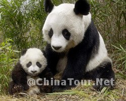 beijing zoo-Top 10 Beijing Must See Attractions