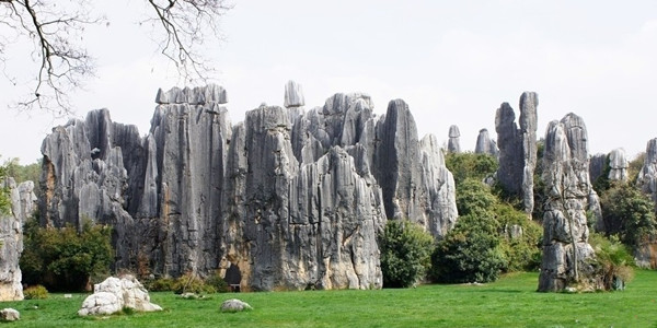 stone forest