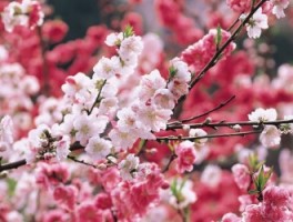 cherry blossom-Beijing Spring Tour
