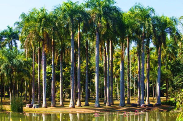 Xishuangbanna Tropical Botanical Garden