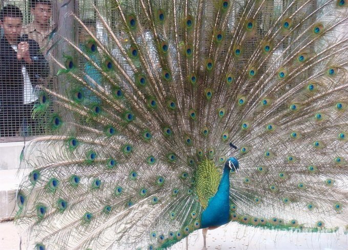 a peacock in his pride